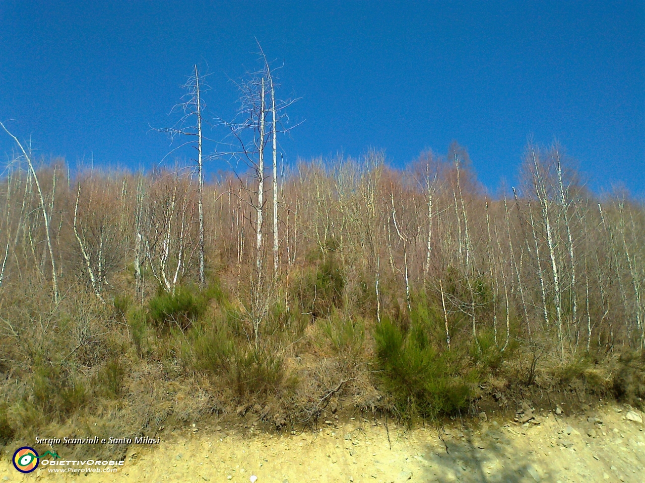 02 Cielo terso e bosco ancora secco.jpg